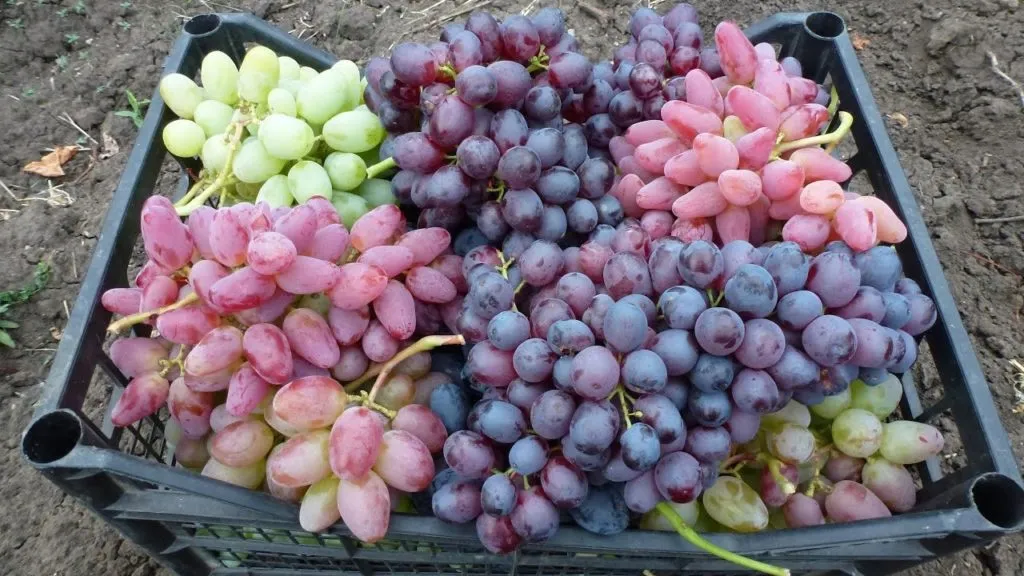 фотография продукта Продаем оптом виноград от производителя