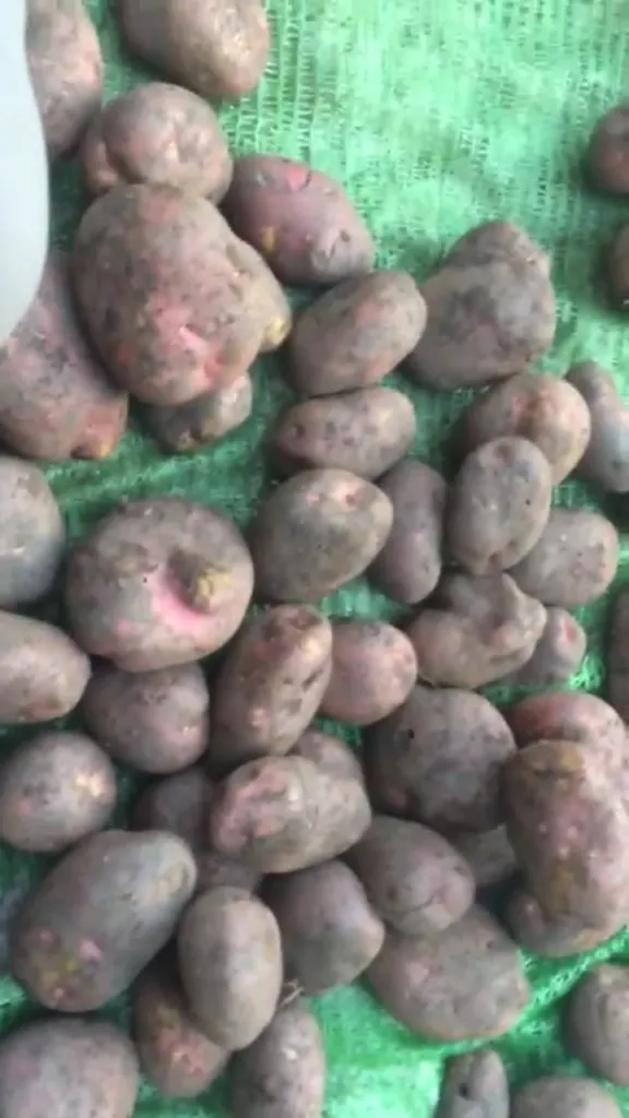 фотография продукта  Картофель продовольственный Ароза