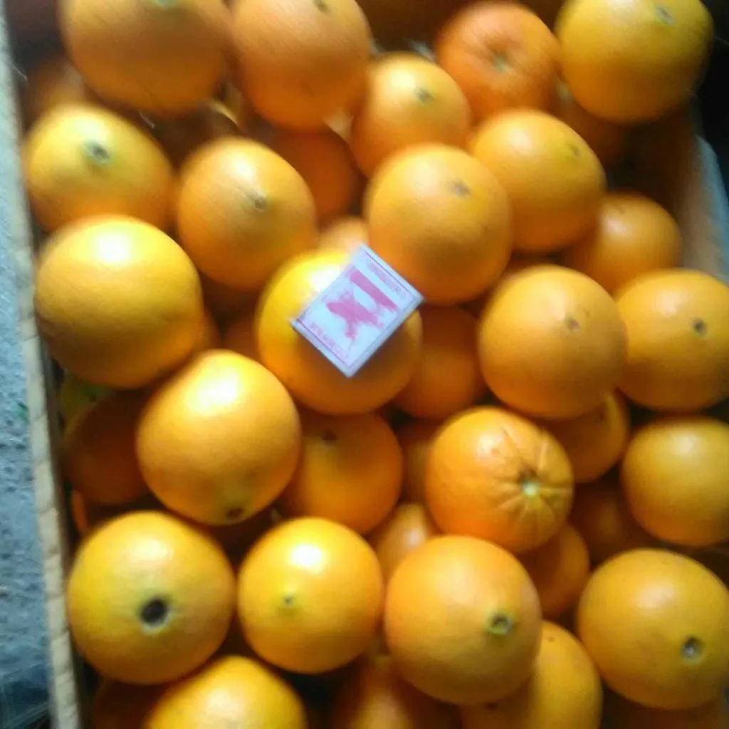 фотография продукта Апельсины Абхазские оптом
