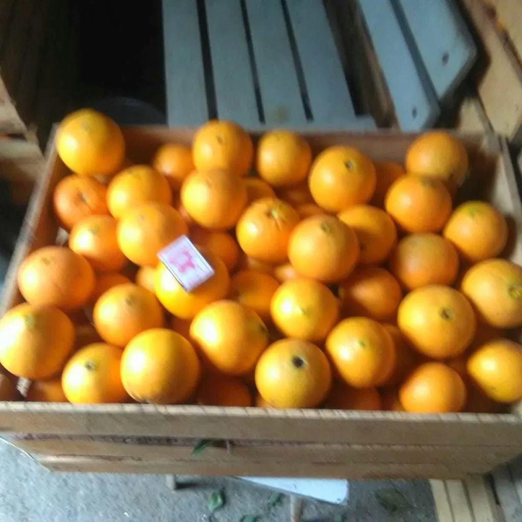 фотография продукта Апельсины Абхазские от производителя