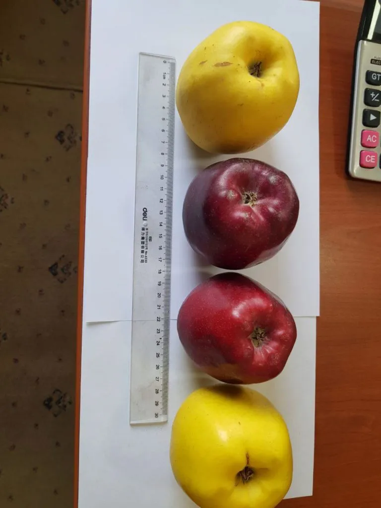 продаём яблоки высшего сорта в Таджикистане 5