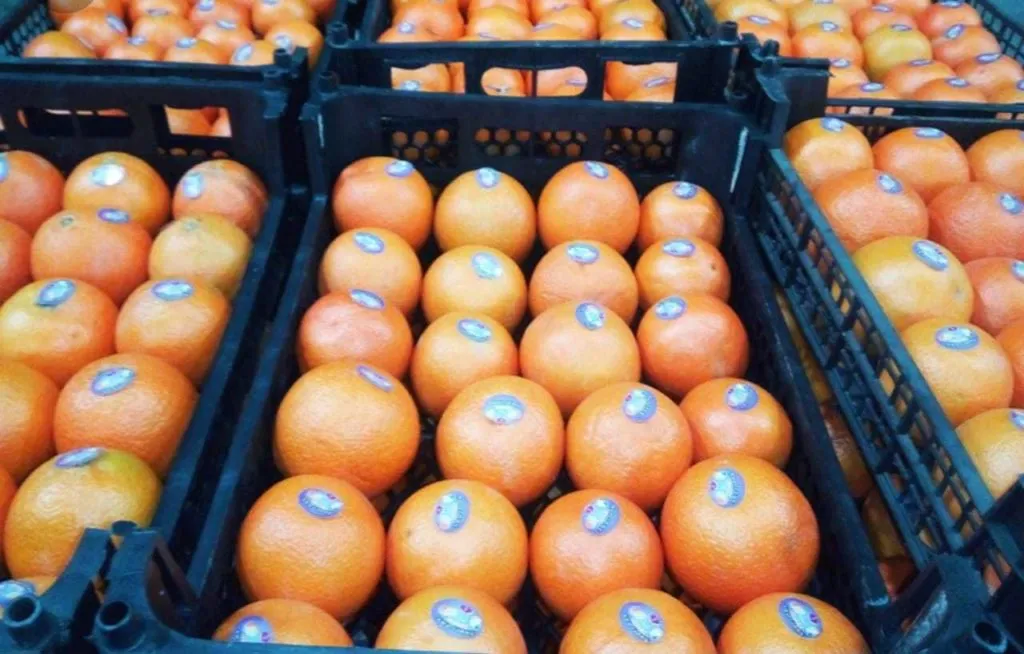 фотография продукта Апельсины Тамсон производство Иран