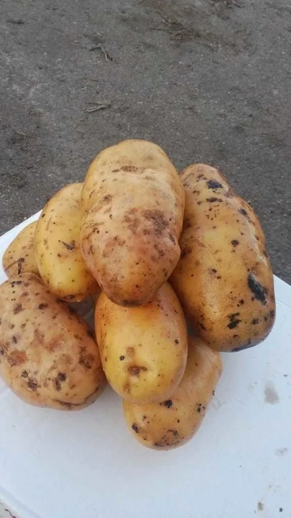 картофель сорт Корона Воронеж в Белогорске
