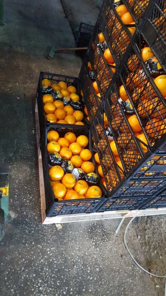 фотография продукта Апельсины Вашинктон Турция 