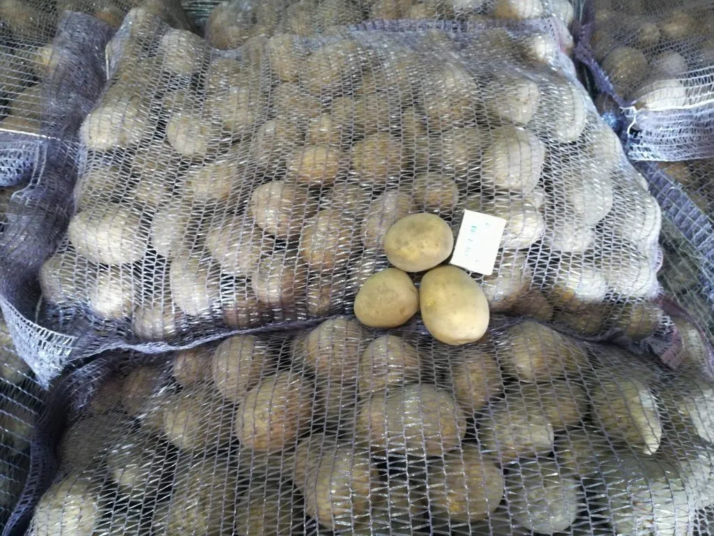 картофель гала со склада КФХ в Брянске