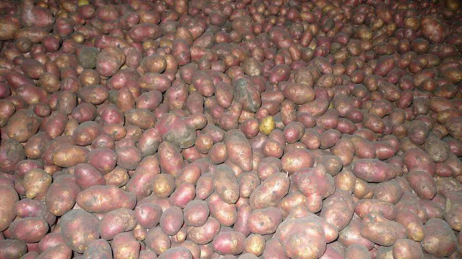картофель оптом от производителя в Новосибирске