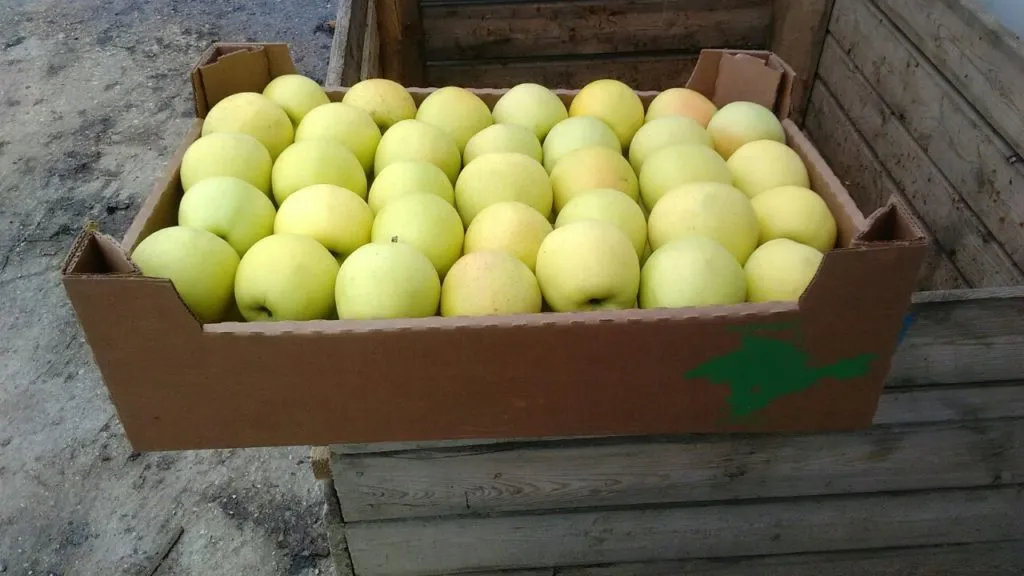 фотография продукта Яблоки из крыма 1,2,3 сорт