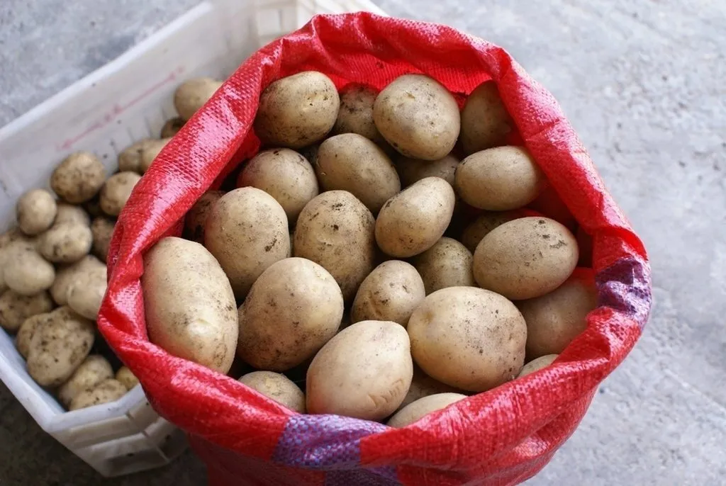 картофель молодой  Египет, Сорт Спунта в Новороссийске