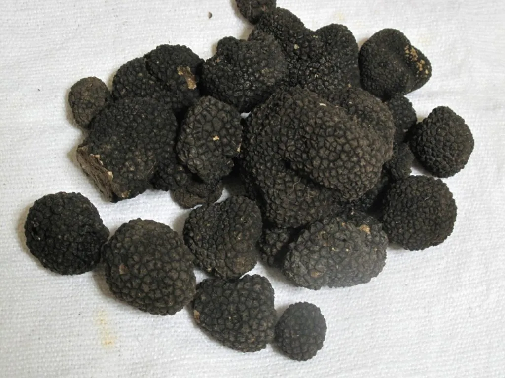 фотография продукта Продаю грибы трюфель черный