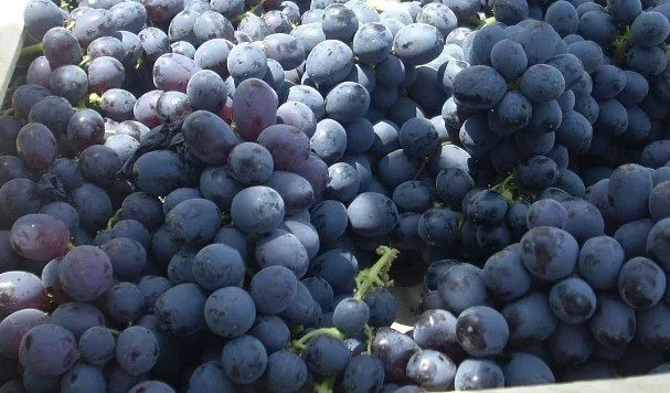 виноград Чиллаки в Екатеринбурге