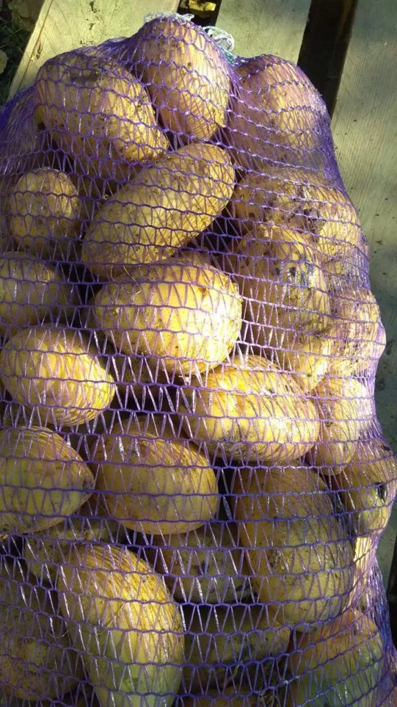 фотография продукта Картофель крупный Гала, Крона, Аризона