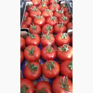 помидоры Ламия в Екатеринбурге