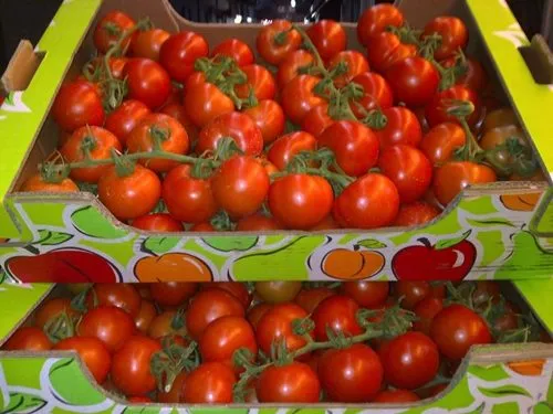 помидоры Сабина в Екатеринбурге