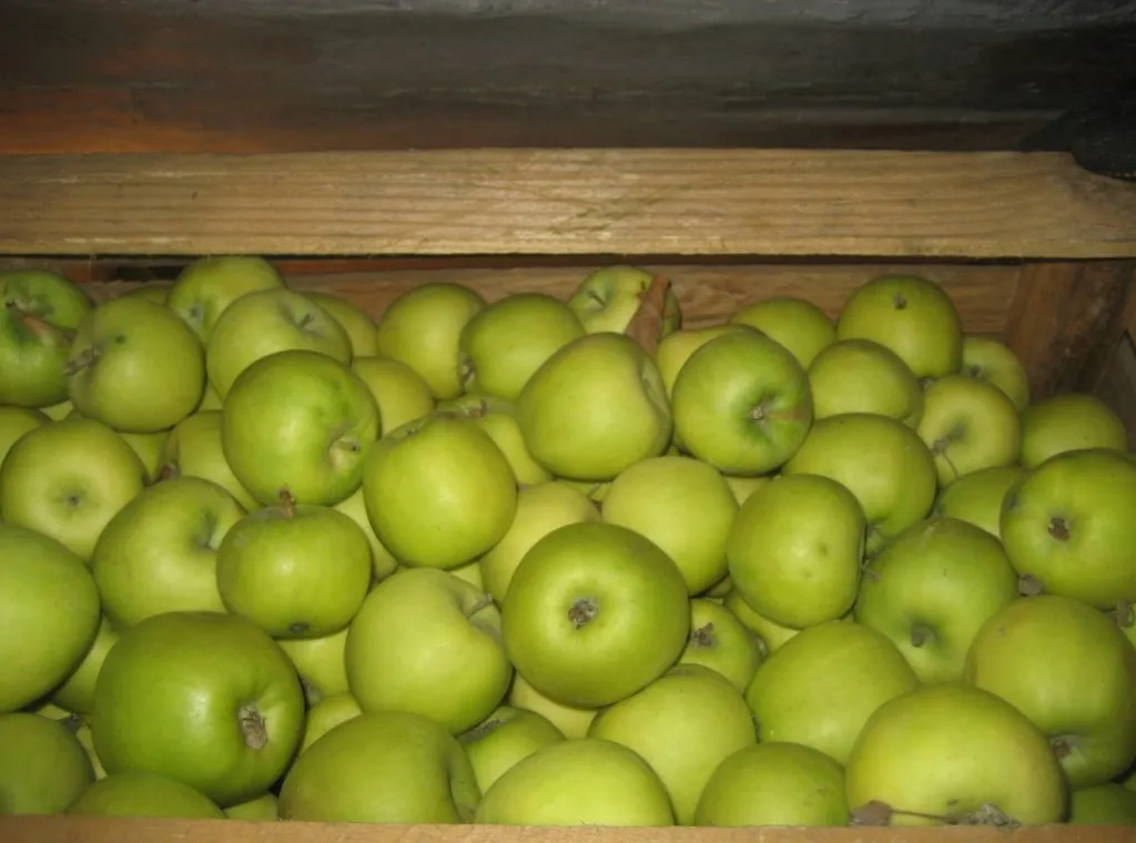 яблоки Семеренко в Екатеринбурге
