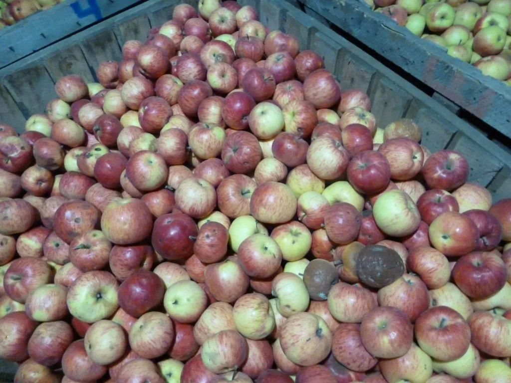 фотография продукта Продам яблоко Отечественное