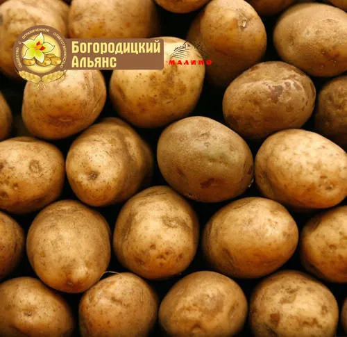 Фотография продукта Продовольственный картофель оптом 