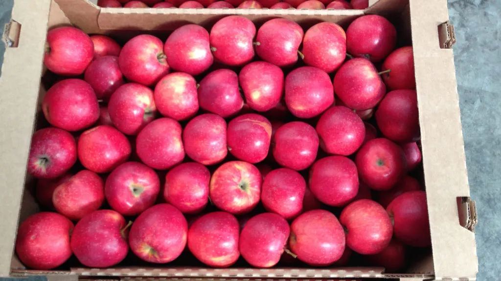 фотография продукта Продаем яблоки с хранилищ всей России