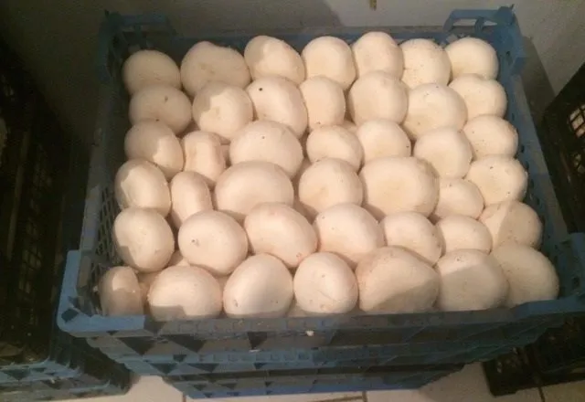 фотография продукта Продаем грибы с хранилищ всей России