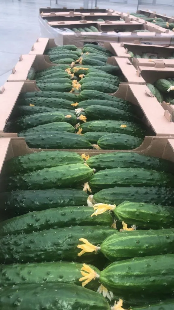 овощи урожай 2019 в Кореновске