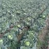молодая капуста Грин Флеш в Узбекистане