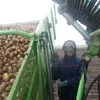 продажа картофеля оптом в Кургане 8
