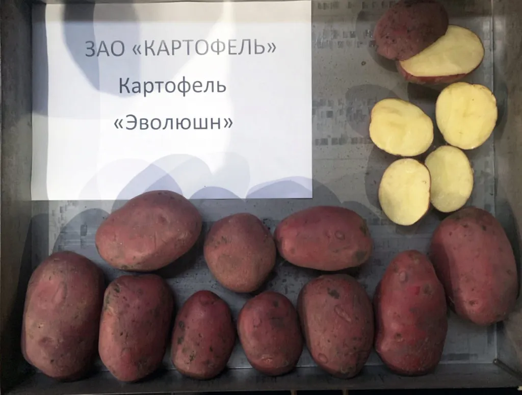 продажа картофеля оптом в Кургане 5