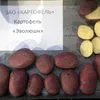 продажа картофеля оптом в Кургане 5