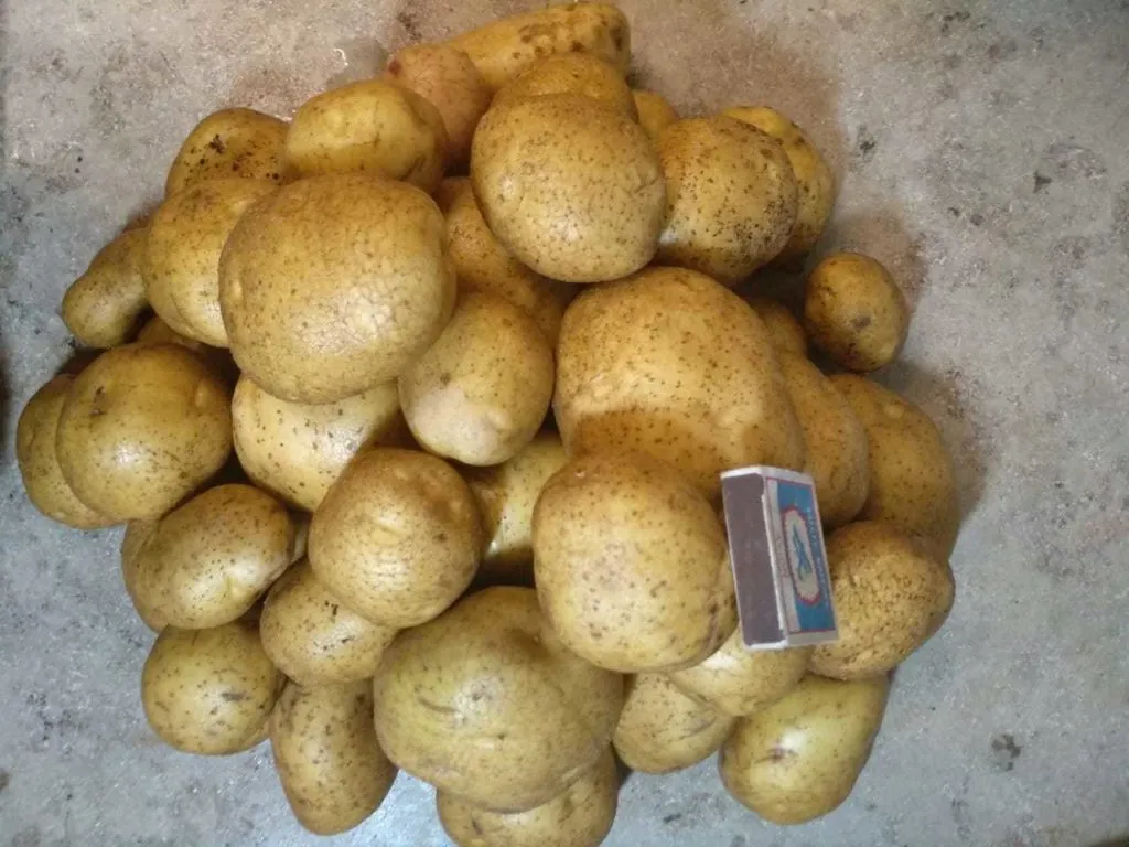 фотография продукта картофель разных сортов