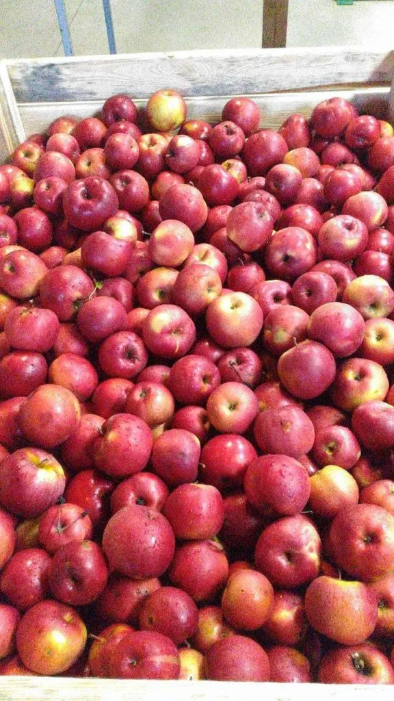 яблоки оптом от фермеров в Санкт-Петербурге