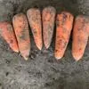 морковь каскад, абака, сильвано в Симферополе 3