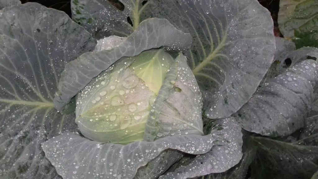 Фотография продукта  Молодая капуста  ,заяка на май 