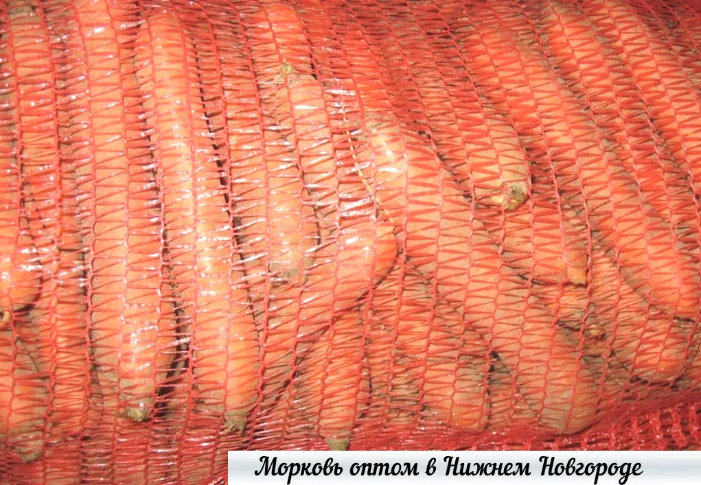морковь оптом от производителя в НН в Нижнем Новгороде 2