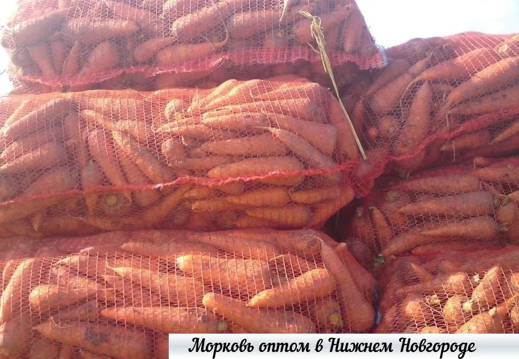 фотография продукта Морковь оптом от производителя в НН