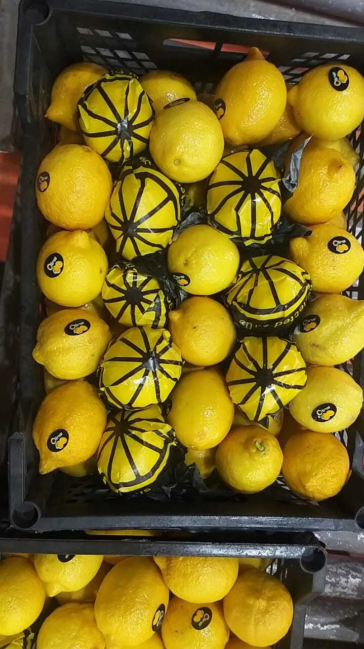 лимон адалия в Египте 8