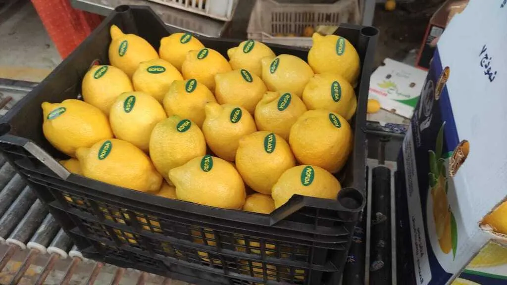лимон адалия в Египте 2