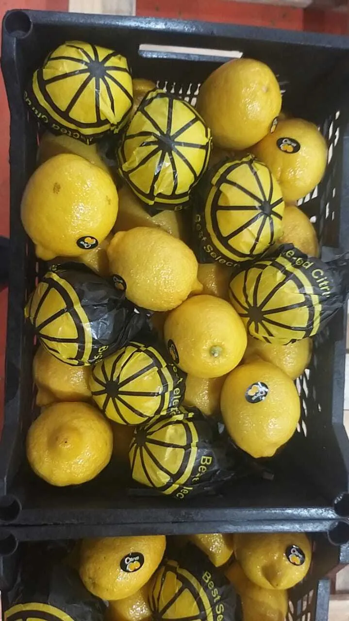 лимон адалия в Египте 3