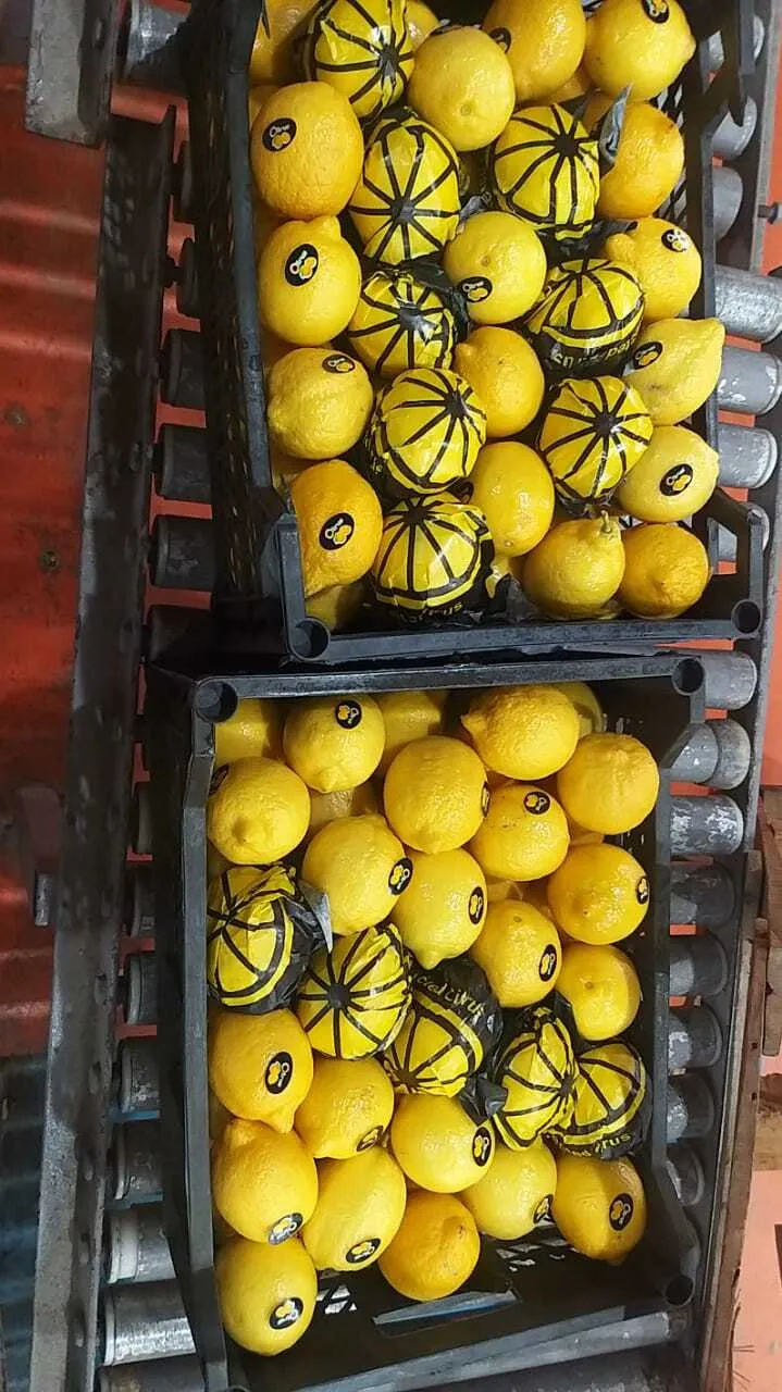 лимон адалия в Египте 5