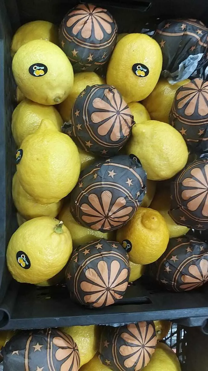 лимон адалия в Египте 7