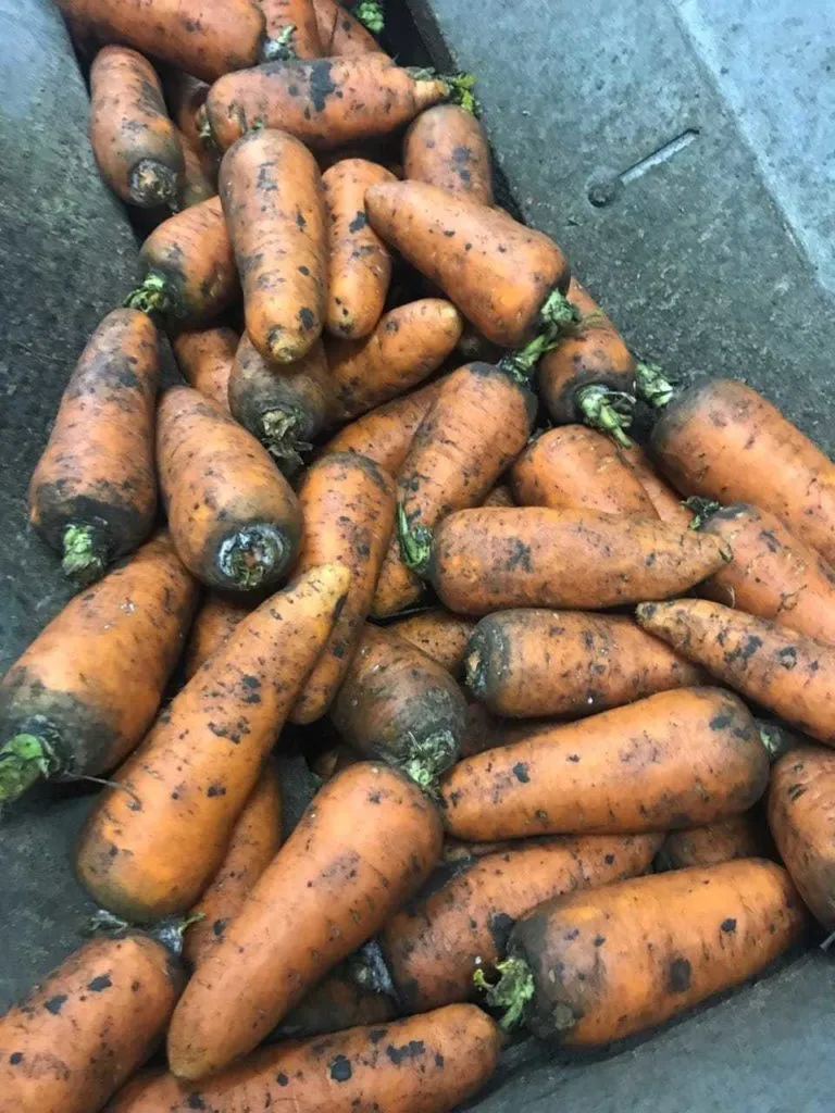 фотография продукта Морковь Крым оптом