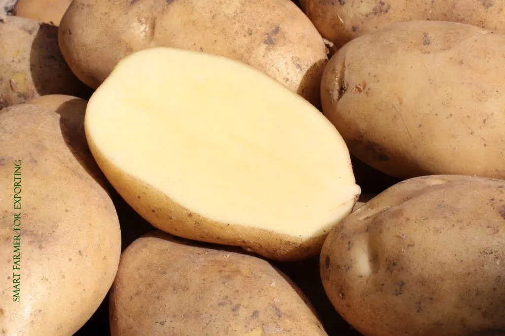 картофель молодой, урожай 2020 в Египте