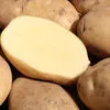 картофель молодой, урожай 2020 в Египте