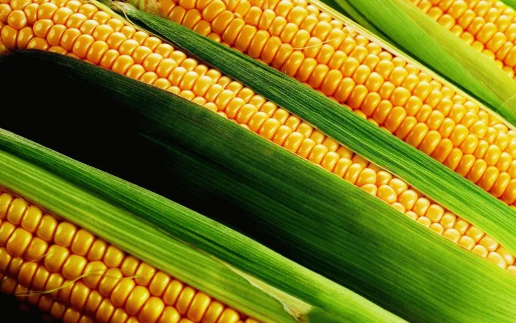фотография продукта кукурузу