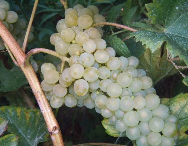 фотография продукта  винный виноград голубок белый