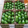 авокадо из Доминиканы в Доминиканской Республике
