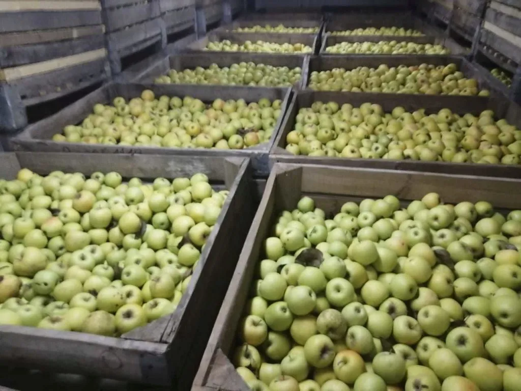 реализуем яблоки голден Крым в Симферополе 6