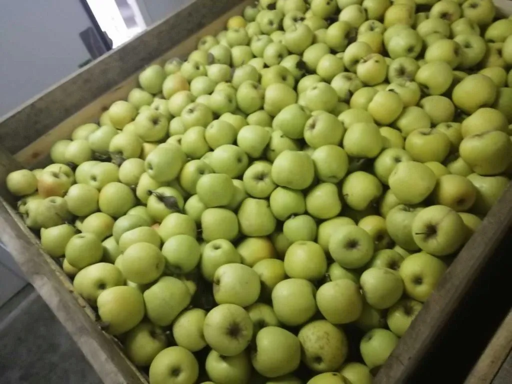 реализуем яблоки голден Крым в Симферополе 5