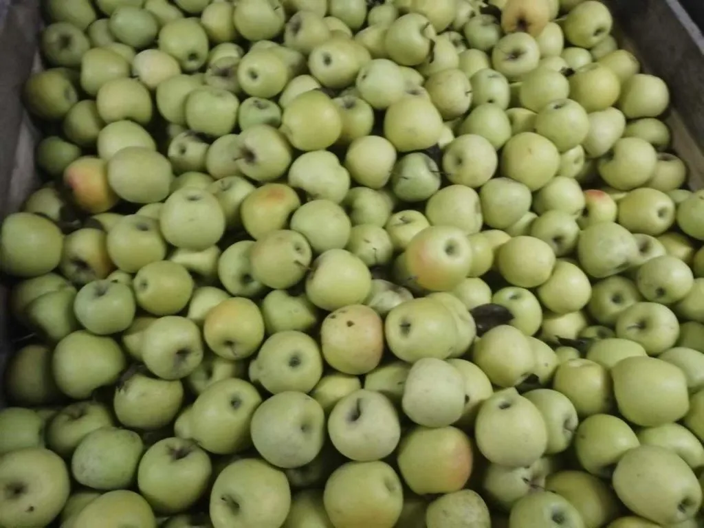реализуем яблоки голден Крым в Симферополе 4