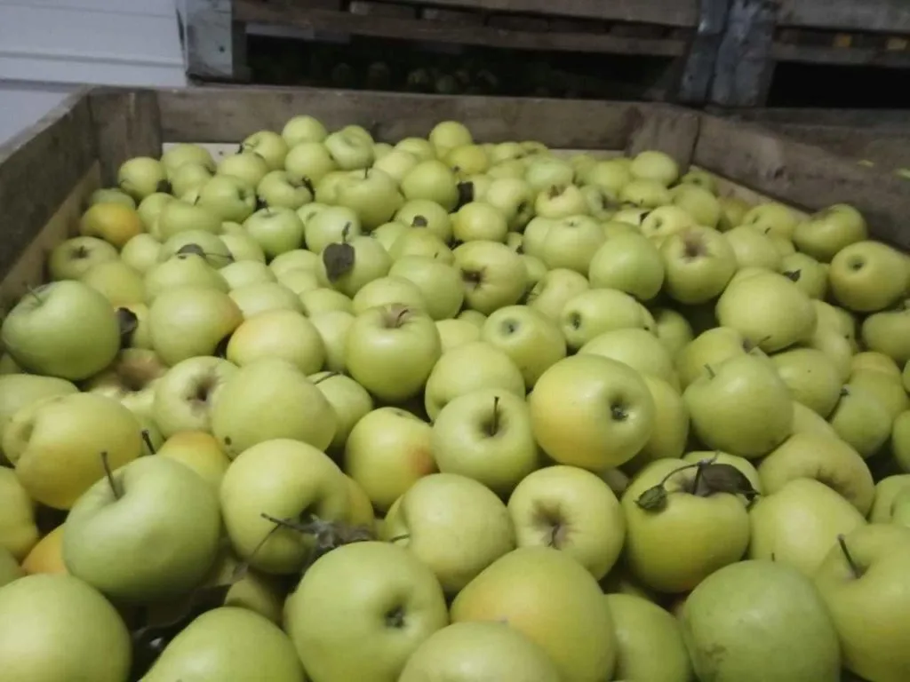 реализуем яблоки голден Крым в Симферополе 3