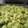 реализуем яблоки голден Крым в Симферополе 3