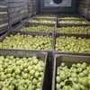 реализуем яблоки голден Крым в Симферополе 2